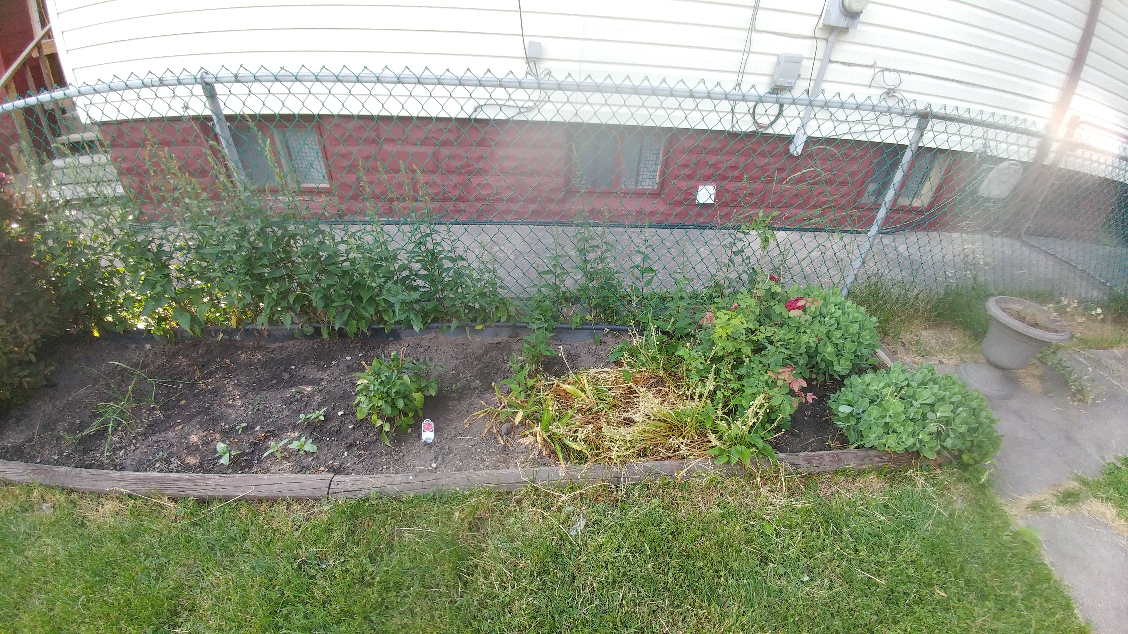 Front right of my garden The front of my garden