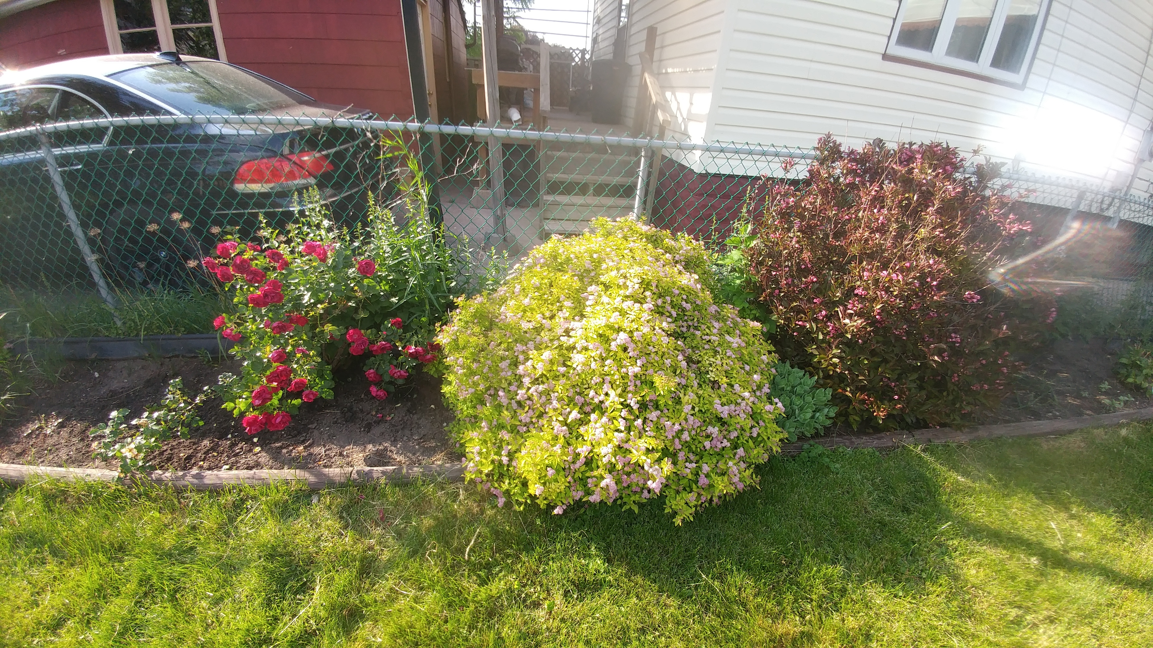 Middle right of my garden The middle section of my garden